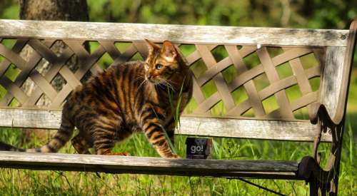 Bengal cat on bench in park next to GO! Tetra Pak carton