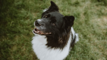 Border Collie with mouth open sitting in grass