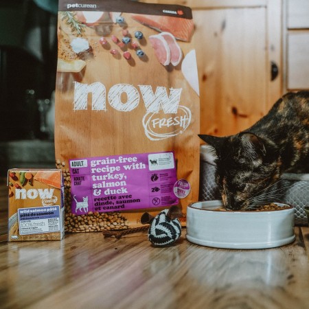 Cat eating from bowl in bed beside NOW FRESH kibble bag and wet food Tetra Pak