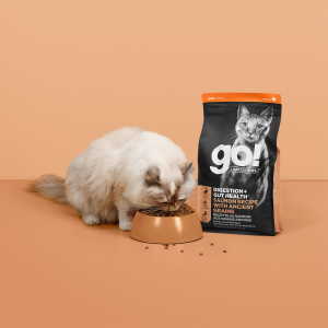 Long haired cat eating GO! SOLUTIONS DIGESTION + GUT HEALTH kibble