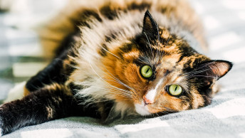 Calico cat laying on bed looking at camera