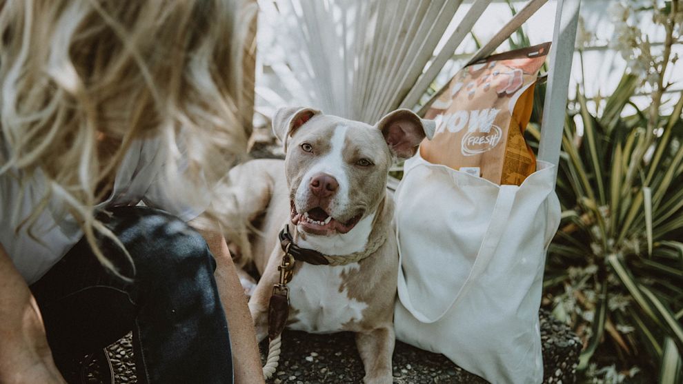 Pitbull dog laying in garden
