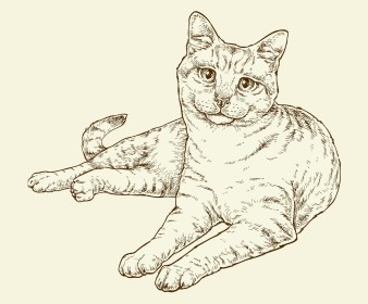 Senior cat illustration