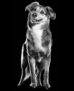 Dog with head tilted in black and white