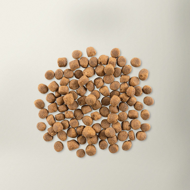 Now Fresh red meat adult dog food kibble