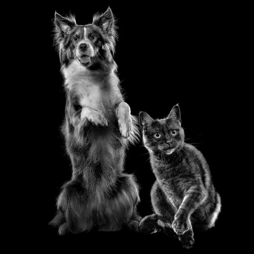 Collie dog and cat in black and white