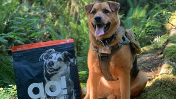Brown dog outside in woods beside GO! SOLUTIONS kibble bag