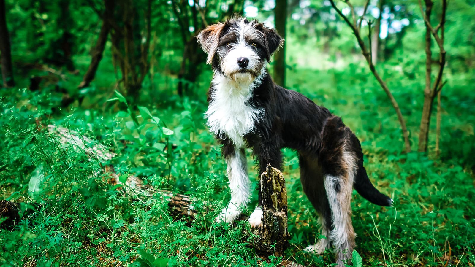 is castor oil poisonous to dogs