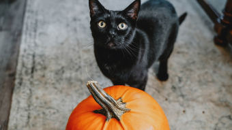 Black cat with pumpkin