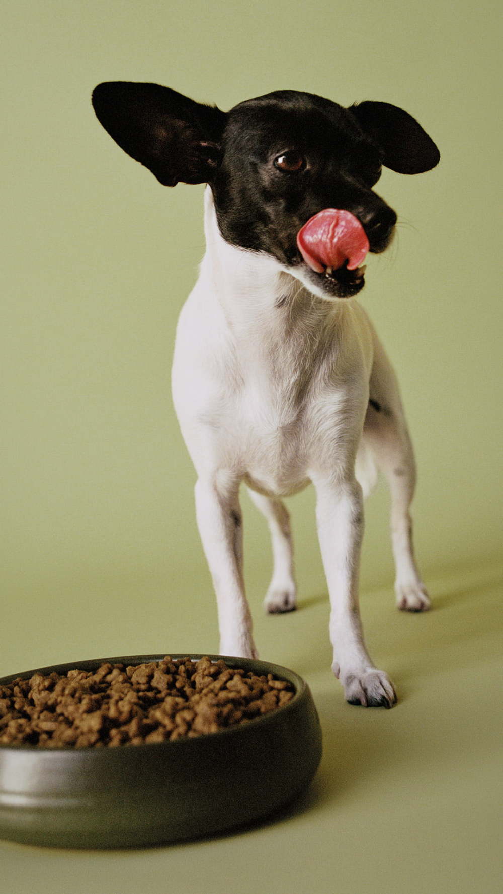 Dog licking lips with bowl of kibble