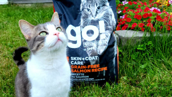 Small cat in backyard looking at camera with salmon kibble bag behind them