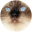 Close-up of Ragdoll cat