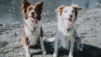 Two Border Collie dogs on the beach with tongues out