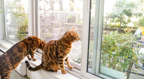 Two Bengal cats sitting on window sill looking outside