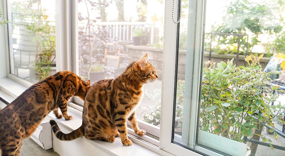 Two Bengal cats sitting on window sill looking outside