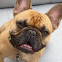 French bulldog smiling