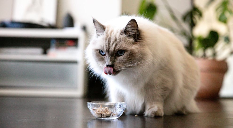 Ragdoll cat eating wet food from bowl