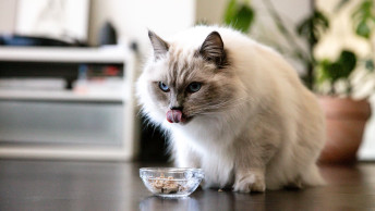 Ragdoll cat eating wet food from bowl