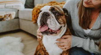 English Bulldog being cuddled by owner