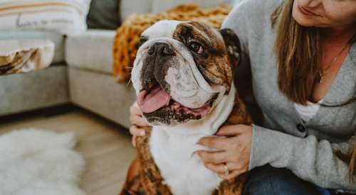 English Bulldog being cuddled by owner