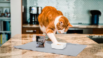 Cat on kitchen counter pawing at a bowl of GO! SOLUTIONS SENSITIVITIES Limited Ingredient Grain-Free Pollock Pâté