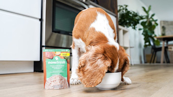 Cavalier King Charles Spaniel dog eating Now Fresh Small Breed Chicken & Broth Blend wet dog food
