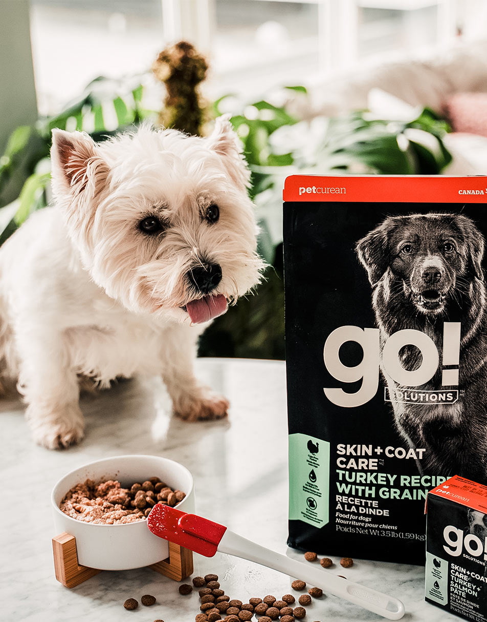 West Highland White Terrier with a bowl of GO! SOLUTIONS SKIN + COAT CARE Turkey Recipe with Grains dry food