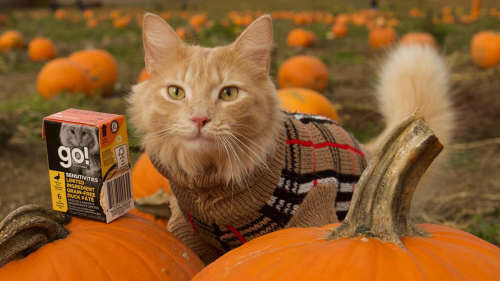 Ginger cat sitting on pumpkins with sweater on beside GO! SOLUTIONS Tetra Pak