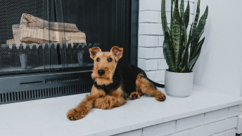 Welsh Terrier dog sitting in front of fireplace beside plant