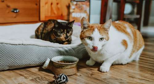 Two cats with bowl of kibble