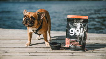 French Bulldog on dock with bag of Go! Solutions