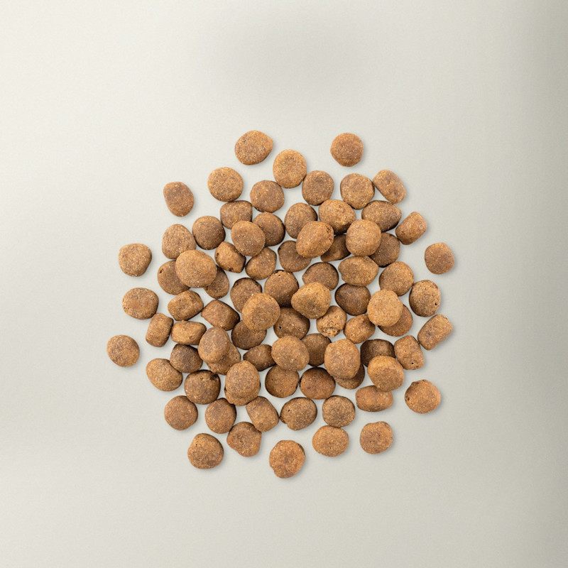 Now Fresh fish dog food kibble