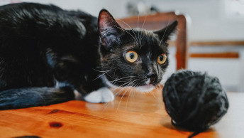 Black and white cat playing with ball of yarn