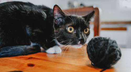 Black and white cat playing with ball of yarn