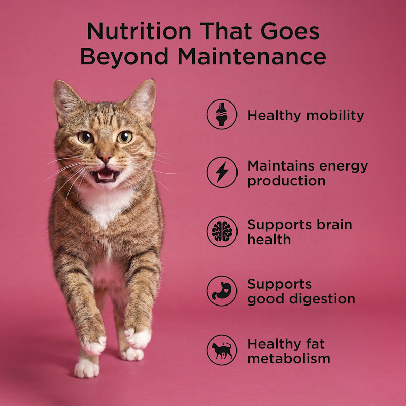 Healthy mobility, maintains energy production, supports brain health, supports good digestion, and healthy fat metabolism