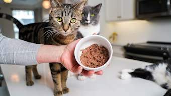 Two cats looking at camera with bowl of wet cat food