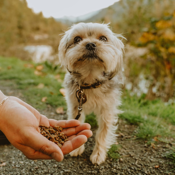 Small dog with hand offering kibble on trail