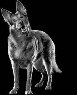 Black and white dog tilting its head