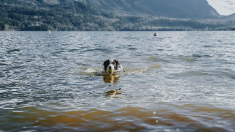 Border Collie dog swimming in lake with ball in mouth
