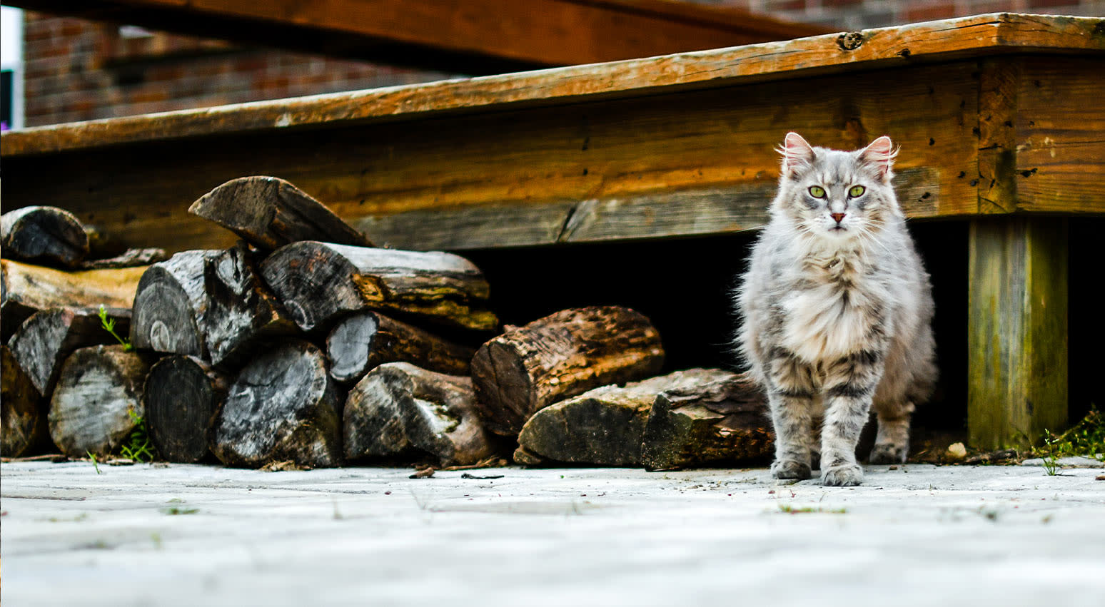 Help Stray Or Feral Cats