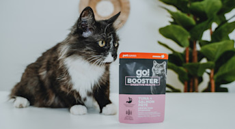 Black and white cat with Go! Solutions Booster pouch