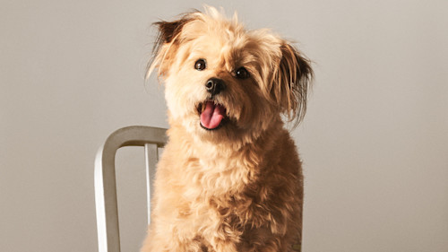 Shaggy dog on chair