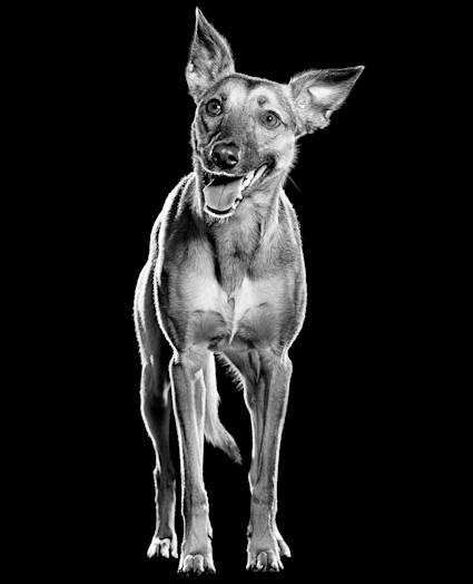 Dog standing with mouth open in black and white