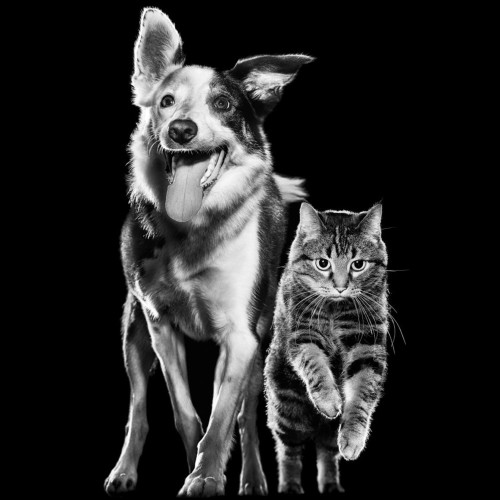 Black and white dog and cat leaping into the air