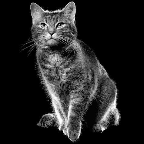 Black and white cat sitting and looking into the distance