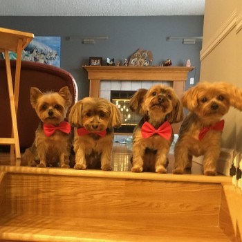 Four Yorkshire Terriers wearing red bow ties