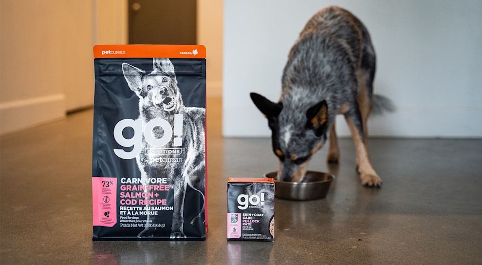 Blue Heeler eating from bowl behind GO! SOLUTIONS kibble and wet food for dogs