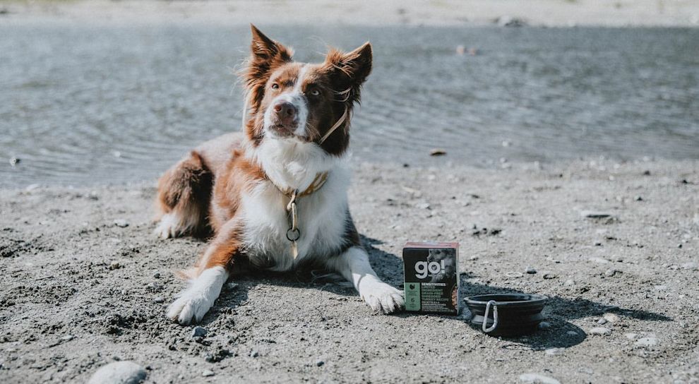 Border Collie on beach with GO! SOLUTIONS wet food and collapsible bowl