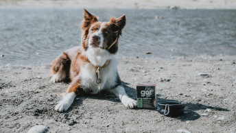 Border Collie on beach with GO! SOLUTIONS wet food and collapsible bowl