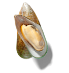 Mussel in shell